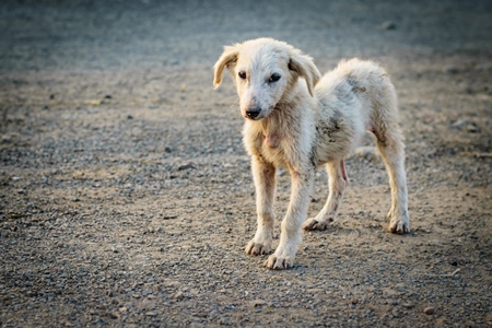 Small white sad puppy alone on wasteground in urban city in India