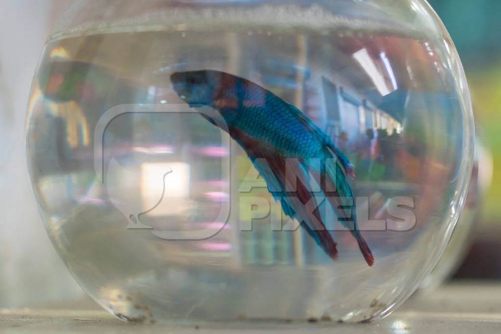 Siamese fighting fish on sale in fish bowls  at Crawford pet market