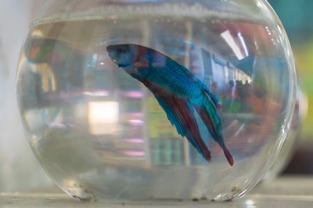 Siamese fighting fish on sale in fish bowls  at Crawford pet market