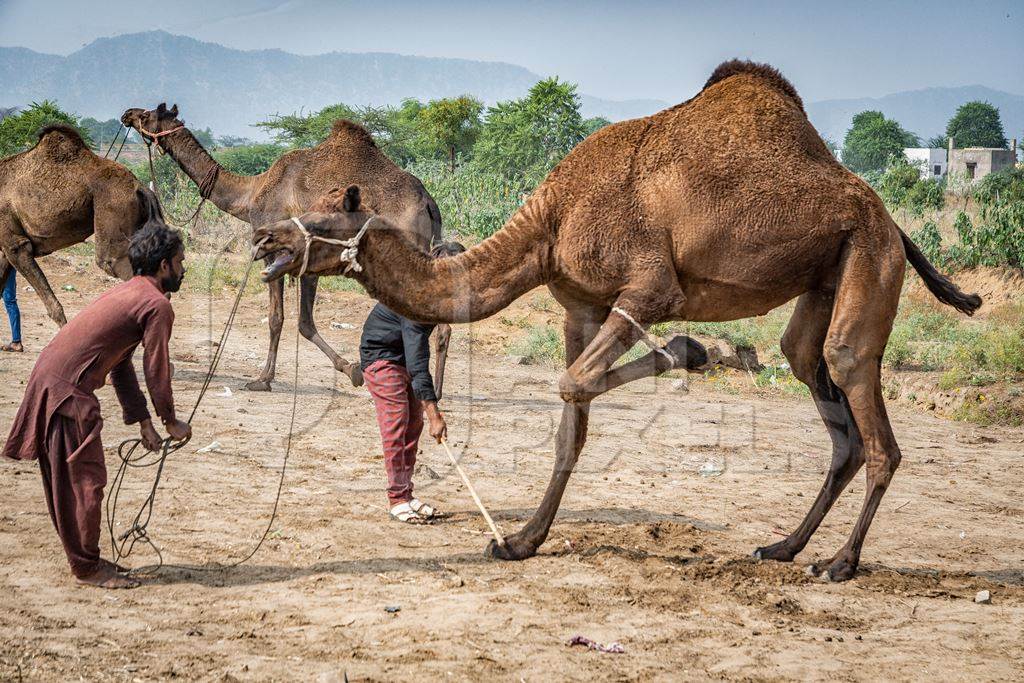 Camel with leg tied up and hit to train it to dance at Pushkar camel fair