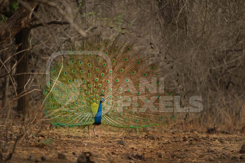Peacock fanning his tail in the forest