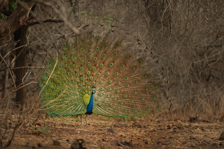 Peacock fanning his tail in the forest