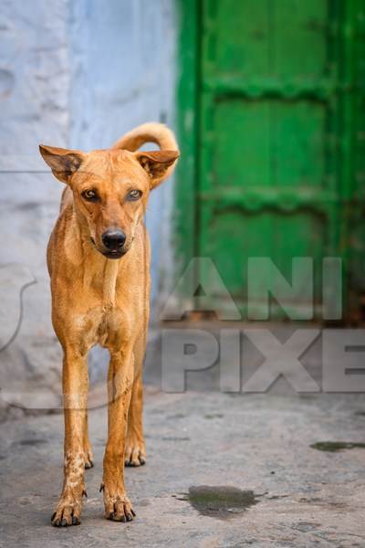 Indian street dog or stray pariah dog with green door background in the urban city of Jodhpur, India, 2022