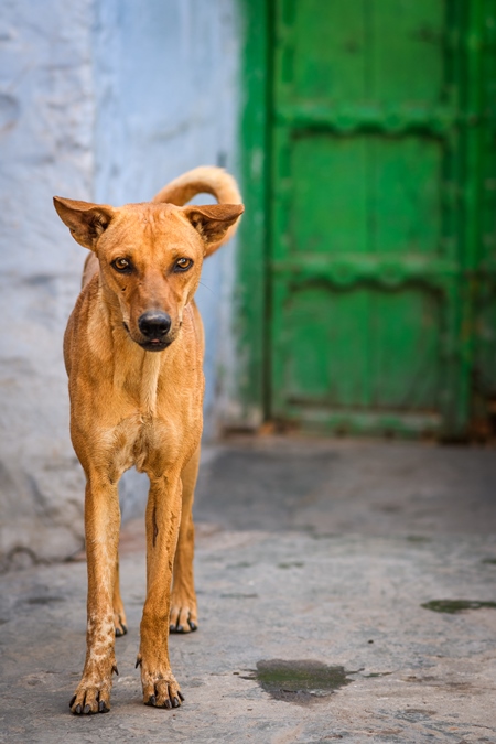 Indian street dog or stray pariah dog with green door background in the urban city of Jodhpur, India, 2022