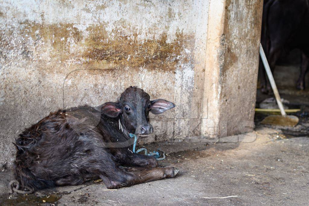 Farmed Indian buffalo calf tied up alone on an urban dairy farm or tabela, Aarey milk colony, Mumbai, India, 2023