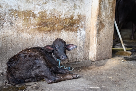 Farmed Indian buffalo calf tied up alone on an urban dairy farm or tabela, Aarey milk colony, Mumbai, India, 2023