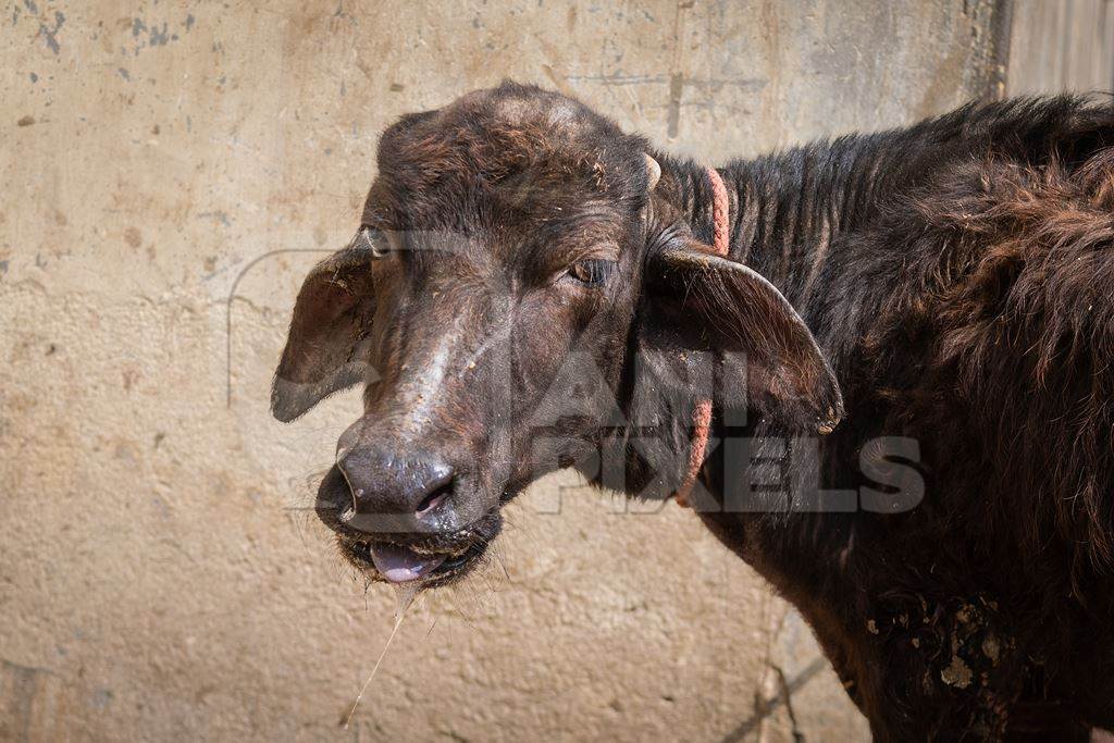 Indian buffalo calves suffering in the heat tied up in the street, part of Ghazipur dairy farms, Ghazipur, Delhi, India, 2022