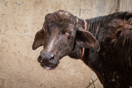 Indian buffalo calves suffering in the heat tied up in the street, part of Ghazipur dairy farms, Ghazipur, Delhi, India, 2022