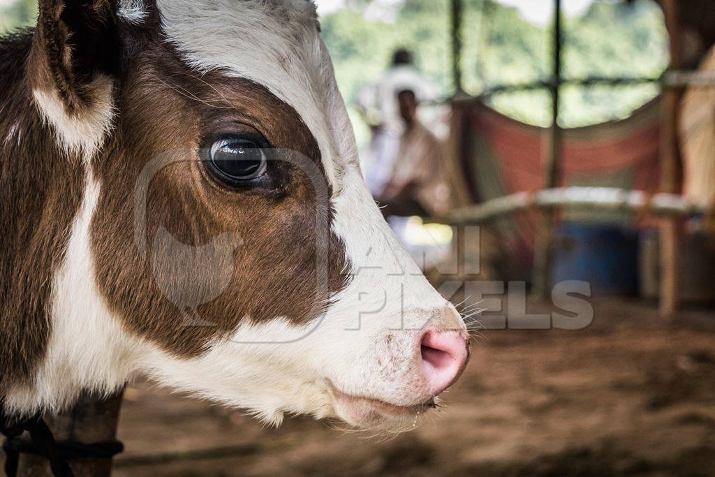 Small brown and white dairy calf with big eyes tied up at Sonepur cattle fair