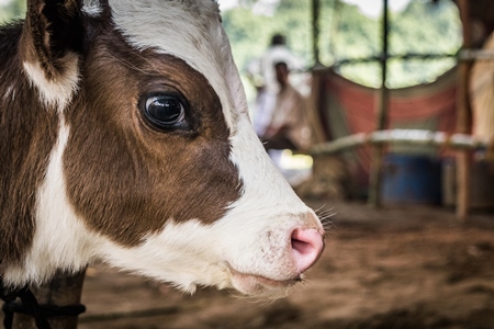 Small brown and white dairy calf with big eyes tied up at Sonepur cattle fair