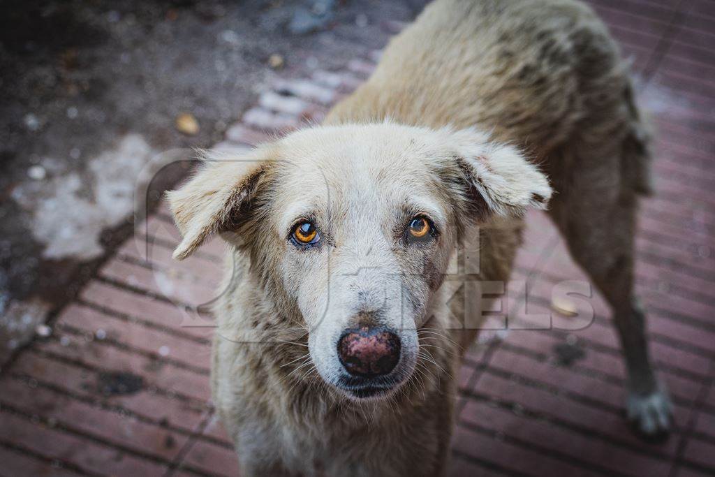 Sad stray Indian street dog or Indian pariah dog on the street in an urban city in Maharashtra, India, 2021