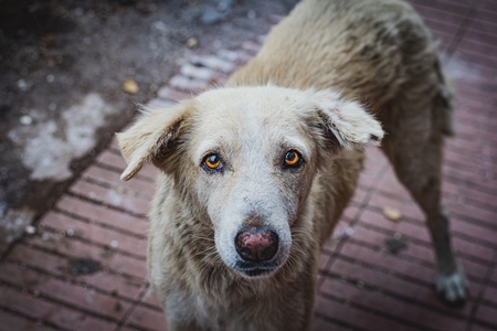 Sad stray Indian street dog or Indian pariah dog on the street in an urban city in Maharashtra, India, 2021