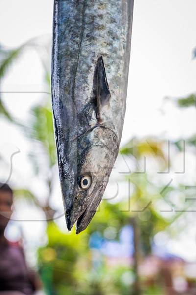 Fish hanging on sale at a fish market