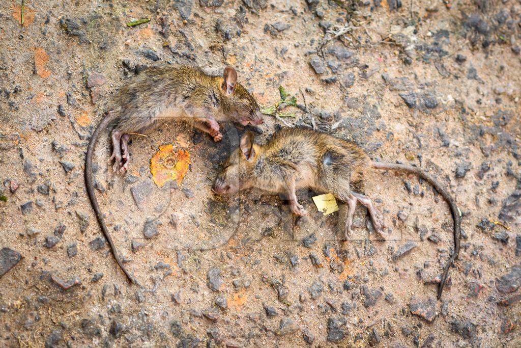 Dead Indian mice or rats on the ground, Jaipur, India, 2022