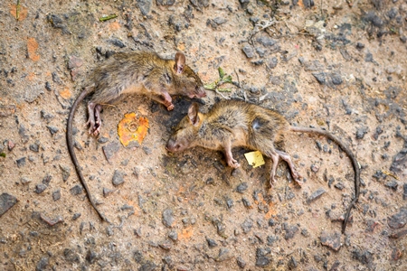 Dead Indian mice or rats on the ground, Jaipur, India, 2022