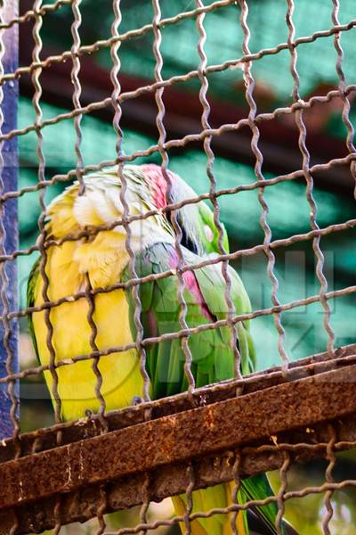 Sad looking green parakeet bird behind bars in cage in Byculla zoo