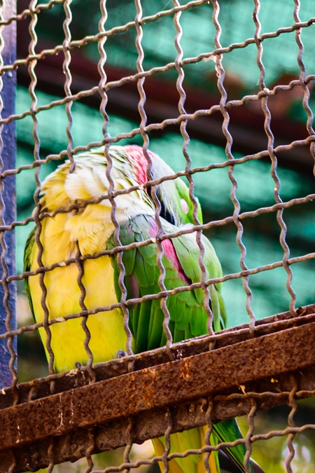 Sad looking green parakeet bird behind bars in cage in Byculla zoo