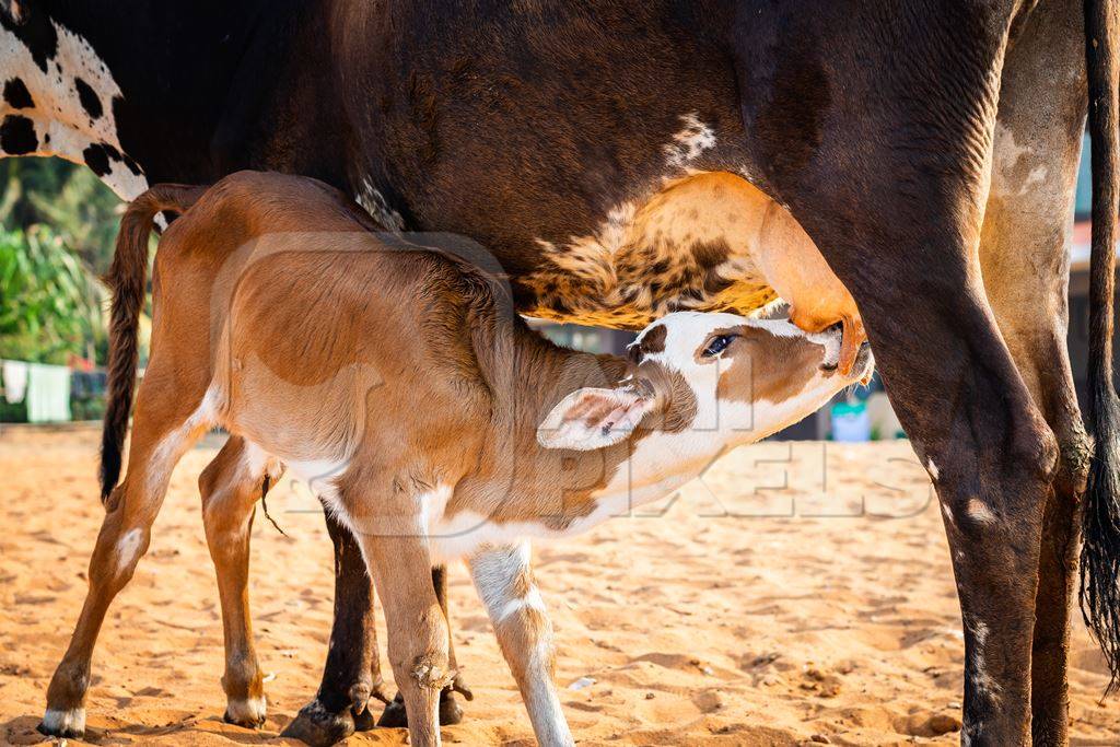 Mother and baby street cows on beach in Goa in India with baby calf suckling milk from mother