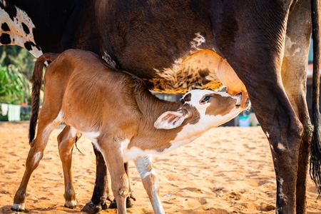 Mother and baby street cows on beach in Goa in India with baby calf suckling milk from mother