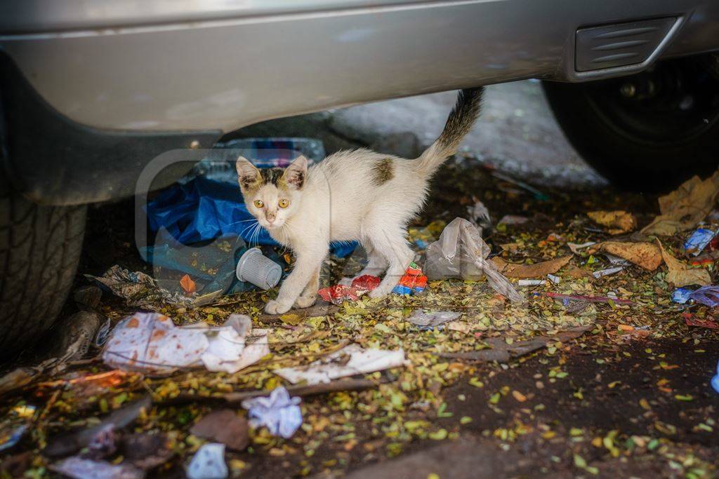 Small cute street kitten under a car on the street
