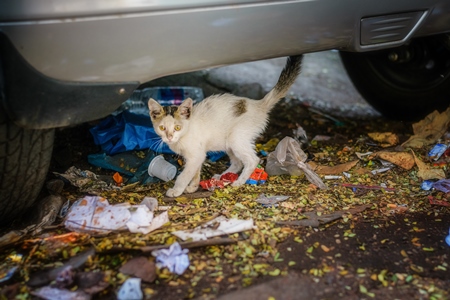 Small cute street kitten under a car on the street