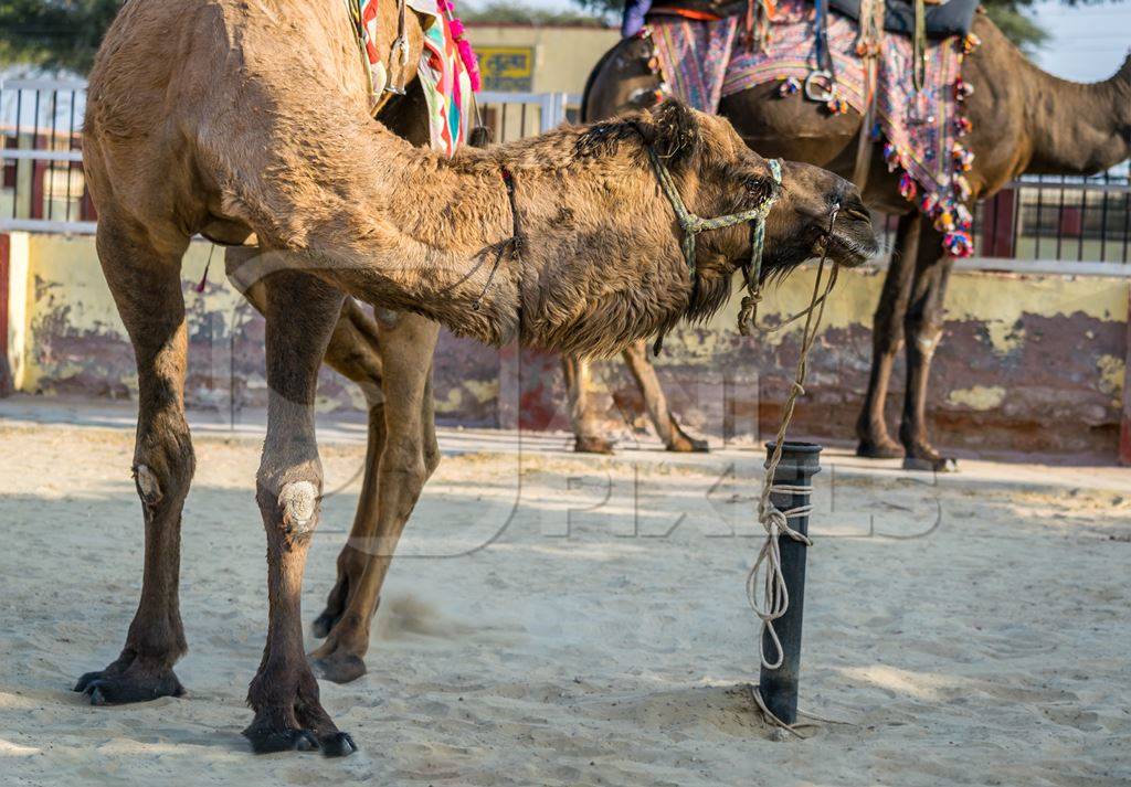 Camel in harness used for tourist rides