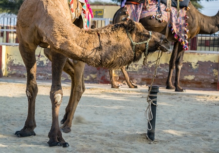 Camel in harness used for tourist rides