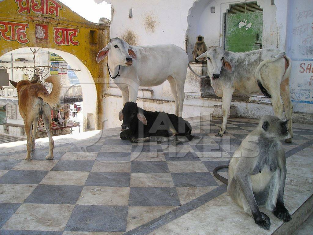 Cows, dog and monkey on street in Udaipur