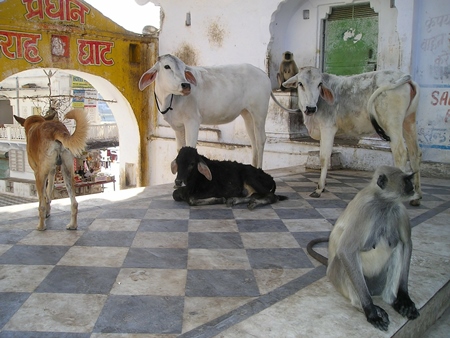 Cows, dog and monkey on street in Udaipur
