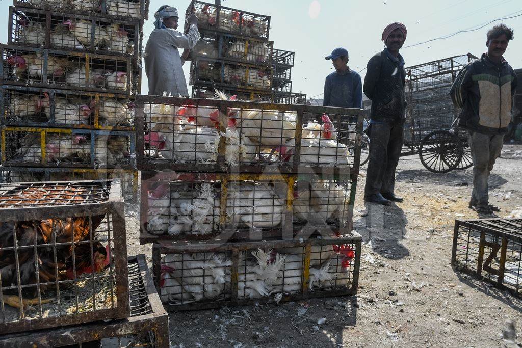 Stacks of Indian broiler chickens packed into small dirty cages or crates at Ghazipur murga mandi, Ghazipur, Delhi, India, 2022