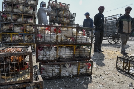 Stacks of Indian broiler chickens packed into small dirty cages or crates at Ghazipur murga mandi, Ghazipur, Delhi, India, 2022