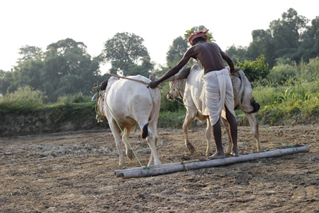 Two bullocks ploughing field with one man