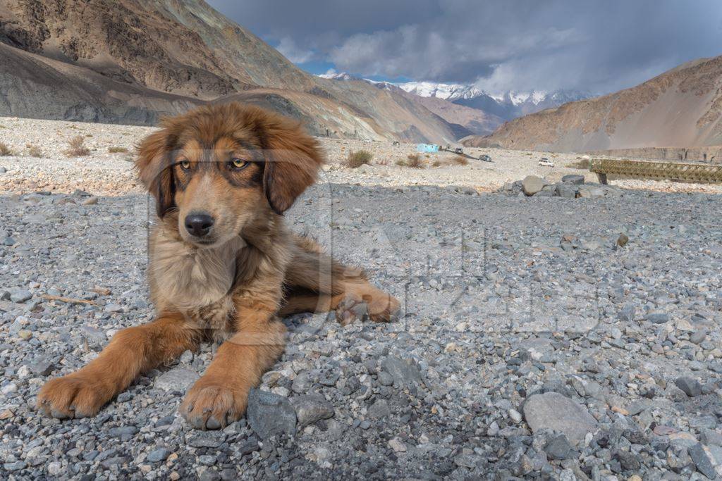 Indian street or stray dog in Ladakh in the mountains of the Himalayas