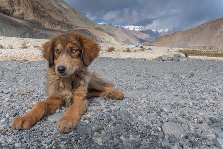 Indian street or stray dog in Ladakh in the mountains of the Himalayas