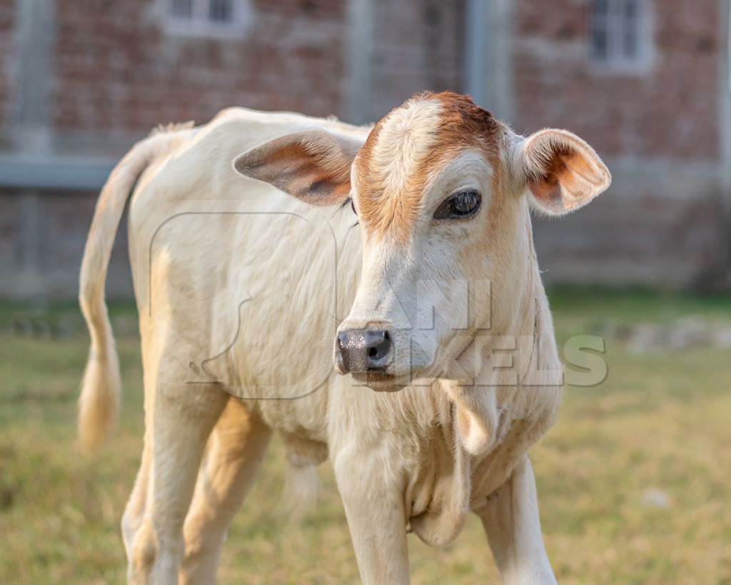 Cute white baby calf in field in rural Bihar, India for free image download
