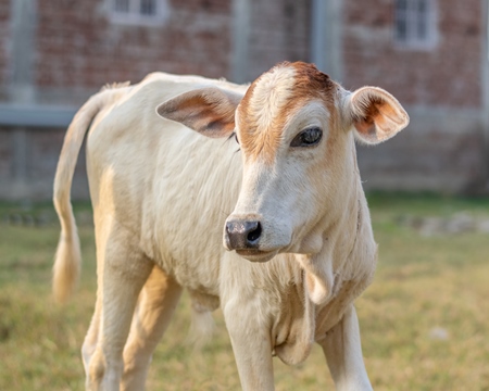 Cute white baby calf in field in rural Bihar, India for free image download