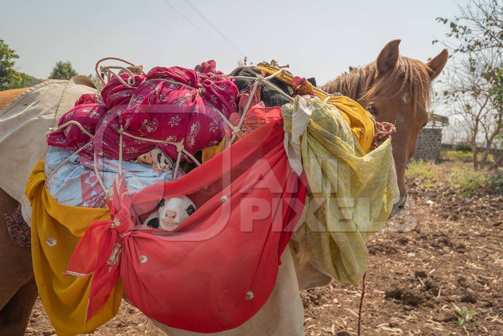 Working Indian horse or pony carrying household items including baby goats and sheep owned by nomads in rural Maharashtra