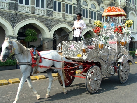 White carriage horse on the road in Mumbai