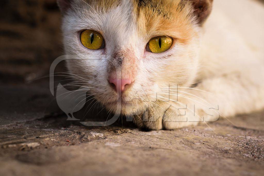 Tortoiseshell and white multicoloured street cat on street in Mumbai