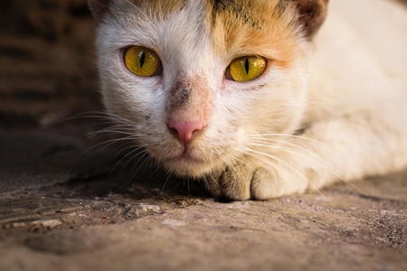 Tortoiseshell and white multicoloured street cat on street in Mumbai