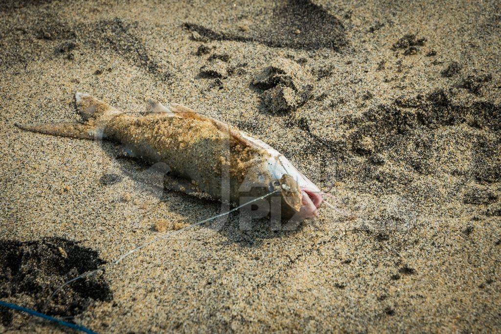 Alive fish with hook in mouth gasping on a sandy beach in Kerala