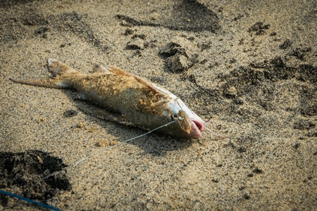 Alive fish with hook in mouth gasping on a sandy beach in Kerala