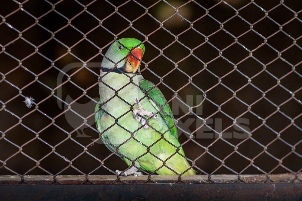 Indian rose ringed parakeet bird behind bars at Machia Biological Park (Jodhpur Zoo), Jodhpur,  India, 2022