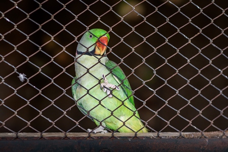 Indian rose ringed parakeet bird behind bars at Machia Biological Park (Jodhpur Zoo), Jodhpur,  India, 2022