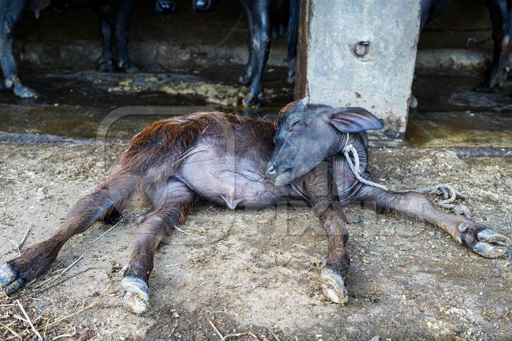 Indian buffalo calf tied up away from mother in a concrete shed on an urban dairy farm or tabela, Aarey milk colony, Mumbai, India, 2023