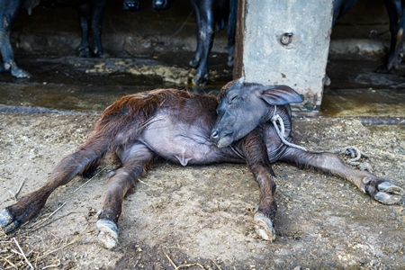 Indian buffalo calf tied up away from mother in a concrete shed on an urban dairy farm or tabela, Aarey milk colony, Mumbai, India, 2023