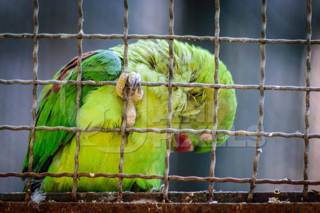 Sad looking green parakeet bird behind bars in cage in Byculla zoo in Mumbai