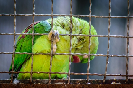Sad looking green parakeet bird behind bars in cage in Byculla zoo in Mumbai