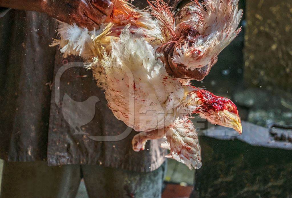 Man plucking dead Indian broiler chicken at Crawford meat market in city of Mumbai, India, 2016