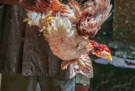 Man plucking dead Indian broiler chicken at Crawford meat market in city of Mumbai, India, 2016